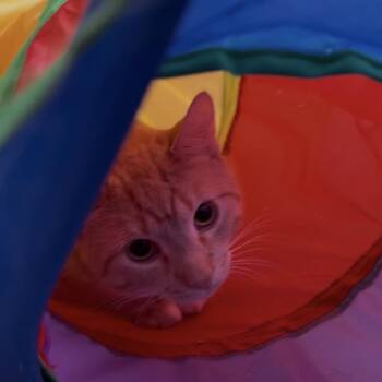 Domestic Short Hair Cats Available for Adoption in Oak Park, Illinois - Titus (and Xanthippe) | PetCurious