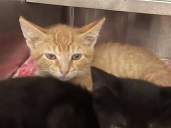 Rescue Domestic Short Hair Cats for Adoption in Aurora, Illinois - AUDI | PetCurious