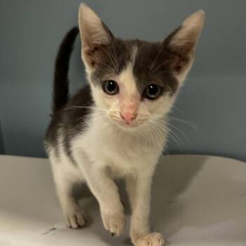 Moomin -  Domestic Short Hair Cat for Adoption in Chattanooga, Tennessee - Moomin | PetCurious
