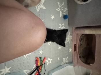 Bump -  Domestic Short Hair Cat for Adoption in Fruit Heights, Utah - Bump | PetCurious