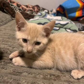 Rescue Domestic Short Hair Cats for Adoption in Vine Grove, Kentucky - Guppy | PetCurious