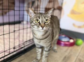 Loki -  Domestic Short Hair Cat for Adoption in Peru, New York - Loki | PetCurious