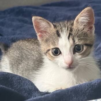 Emergency Contact 8 -  Domestic Short Hair Cat for Adoption in Austin, Texas - Emergency Contact 8 | PetCurious