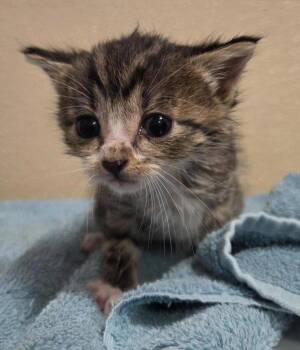 Aurora -  Domestic Short Hair Cat for Adoption in Vancouver, Washington - Aurora | PetCurious