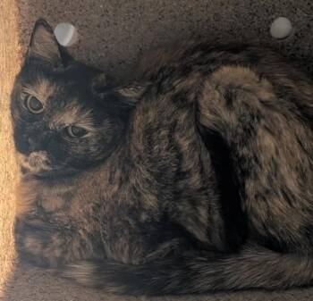 Domestic Short Hair Cats Available for Adoption in Anchorage, Alaska - PEANUT BUTTER | PetCurious