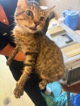 Tut -  Domestic Short Hair Cat for Adoption in Gallatin, Tennessee - Tut | PetCurious
