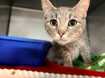 Skye -  Domestic Short Hair Cat for Adoption in Huntington, Indiana - Skye | PetCurious