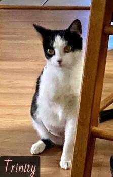 Domestic Short Hair Cats Available for Adoption in Englewood, Florida - Trinity | PetCurious