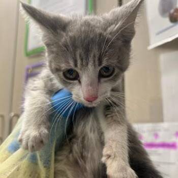 Domestic Short Hair Cats Available for Adoption in Las Vegas, Nevada - CROUTON | PetCurious
