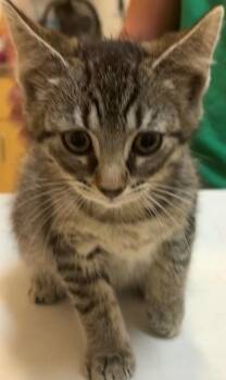 OCELOT -  Domestic Short Hair Cat for Adoption in Elizabethton, Tennessee - OCELOT | PetCurious