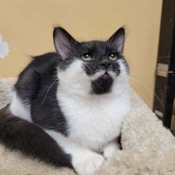 Domestic Short Hair Cats Available for Adoption - Hobbes | PetCurious