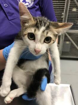 Rescue Domestic Short Hair Cats for Adoption in Conroe, Texas - DAFFY DAY | PetCurious