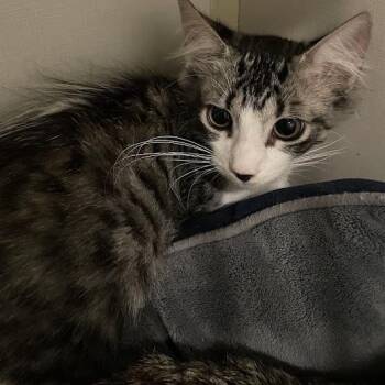 0963-C26 -  Domestic Medium Hair Cat for Adoption in Port Charlotte, Florida - 0963-C26 | PetCurious