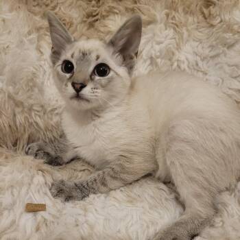 Princess -  Siamese Cat for Adoption in Bentonville, Arkansas - Princess | PetCurious