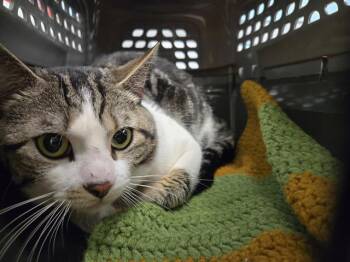 Domestic Short Hair Cats Available for Adoption - CALAMARI | PetCurious