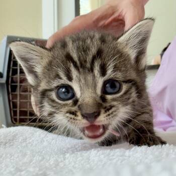 Doofah -  Domestic Short Hair Cat for Adoption in Nashville, Tennessee - Doofah | PetCurious