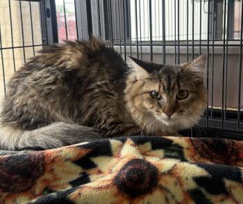Rescue Domestic Long Hair Cats for Adoption in Jacksonville, Florida - Spice =^.^= | PetCurious