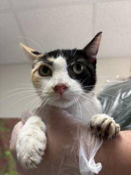 Chiara -  Domestic Short Hair Cat for Adoption in San Antonio, Texas - Chiara | PetCurious