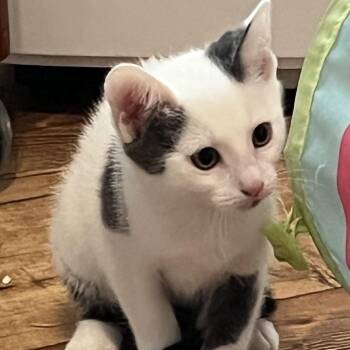 Jill -  Domestic Short Hair Cat for Adoption in Calverton, New York - Jill | PetCurious