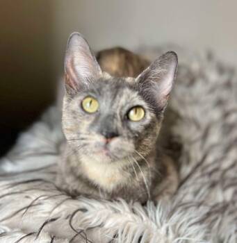 Rescue Domestic Short Hair Cats for Adoption in Chicago, Illinois - Purple | PetCurious