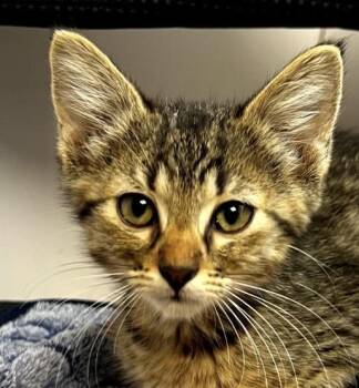 Millie -  Domestic Short Hair Cat for Adoption in Independence, Missouri - Millie | PetCurious