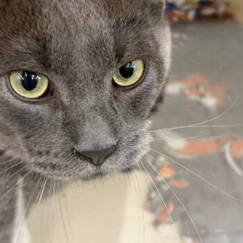 Lucky -  Domestic Short Hair Cat for Adoption in Buffalo, New York - Lucky | PetCurious