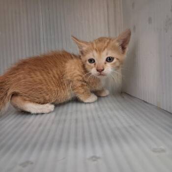 Domestic Short Hair Cats Available for Adoption in Pauls Valley, Oklahoma - Rehab | PetCurious