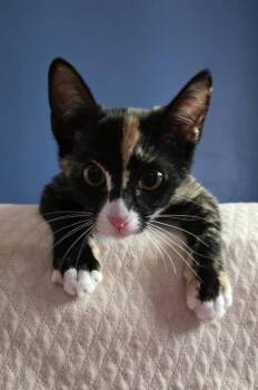 Penelope Le Pew -  Domestic Short Hair Cat for Adoption in Chandler, Arizona - Penelope Le Pew | PetCurious