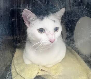 Rescue Domestic Short Hair Cats for Adoption in Nashville, Tennessee - Pancake | PetCurious