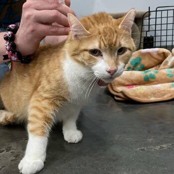 Domestic Short Hair Cats Available for Adoption - Goliath | PetCurious