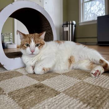 Domestic Short Hair Cats Available for Adoption - Harper | PetCurious