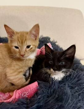 Domestic Short Hair Cats Available for Adoption in Brierfield, Alabama - Sailor&Skipper  | PetCurious