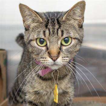 ZEBRA SHARK -  Domestic Short Hair Cat for Adoption in St. Louis, Missouri - ZEBRA SHARK | PetCurious