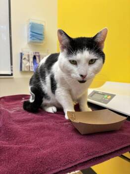 PUFFY -  Domestic Short Hair Cat for Adoption in Raleigh, North Carolina - PUFFY | PetCurious