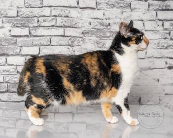 Callie -  Calico Cat for Adoption in Tuscaloosa, Alabama - Callie | PetCurious