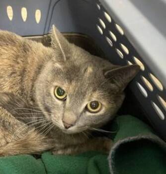 Rescue Siamese Cats for Adoption in Flagstaff, Arizona - Butterscotch | PetCurious