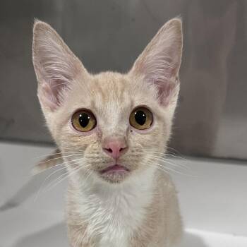 Domestic Short Hair Cats Available for Adoption - Hammy | PetCurious