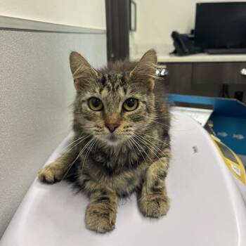 Genie -  Domestic Short Hair Cat for Adoption in Tampa, Florida - Genie | PetCurious