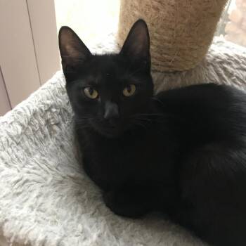 Domestic Short Hair and American Shorthair Cats Available for Adoption in Houston, Texas - Eevee | PetCurious