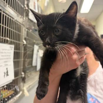 Domestic Short Hair Cats Available for Adoption in Charlottesville, Virginia - Shenandoah | PetCurious