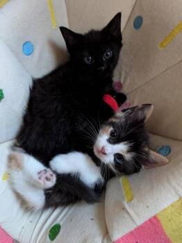Parsley -  Domestic Short Hair Cat Available for Adoption in West Chester, Pennsylvania - Parsley | PetCurious
