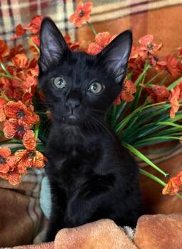 6/23/26 Sage -  American Bobtail Cat for Adoption in Stillwater, Oklahoma - 6/23/26 Sage | PetCurious