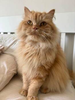 Persian Cats Available for Adoption in Newmarket, Ontario - Yarra  | PetCurious