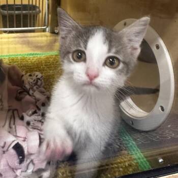 Mogwai -  Domestic Short Hair Cat for Adoption in Dearborn, Michigan - Mogwai | PetCurious