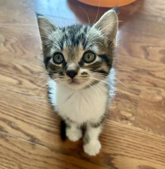 Daisy -  Domestic Short Hair Cat for Adoption in Victor, New York - Daisy | PetCurious