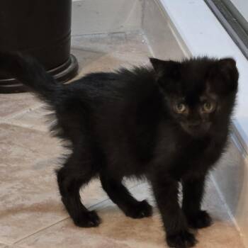 Binx -  Domestic Short Hair Cat for Adoption in Beaufort, South Carolina - Binx | PetCurious