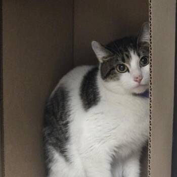 DAFFODIL -  Domestic Short Hair Cat for Adoption in St. Louis, Missouri - DAFFODIL | PetCurious