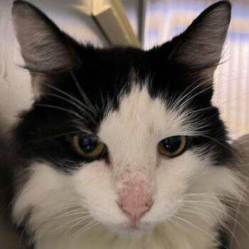 Chase -  Domestic Medium Hair Cat for Adoption in Baltimore, Maryland - Chase | PetCurious