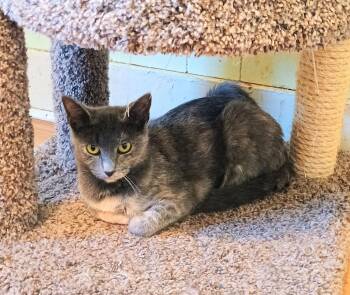 Rescue Domestic Short Hair Cats for Adoption in Hendersonville, Tennessee - Sweetie Pie - Shy & Loving | PetCurious