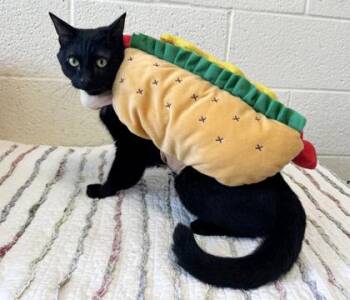 Costco Hotdog -  Domestic Short Hair Cat for Adoption in Vero Beach, Florida - Costco Hotdog | PetCurious